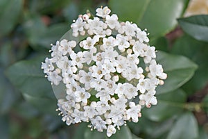 Laurustinus Viburnum tinus, cluster of tiny white flowers top view photo