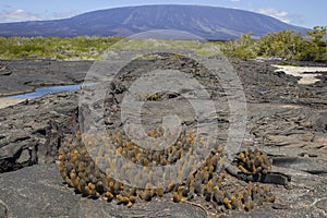 Lava Cacti in a Lava Field in the Galapagos