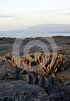 Lava Cactus Brachycereus nesioticus, Punta Espinosa, Fernandina Island, Galapagos Islands photo