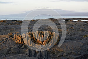 Lava Cactus Brachycereus nesioticus at sunset, Punta Espinosa, Fernandina Island, Galapagos Islands photo