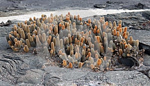 Lava cactus (Galapagos, Ecuador)