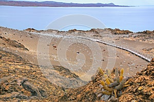 Lava cactus growing on Bartolome island in Galapagos National Pa