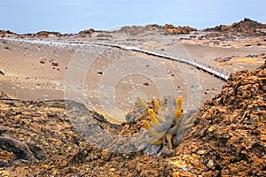 Lava cactus growing on Bartolome island in Galapagos National Pa