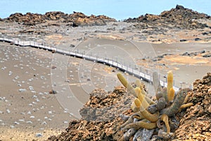 Lava cactus growing on Bartolome island in Galapagos National Pa