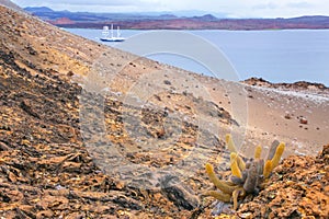 Lava cactus growing on Bartolome island in Galapagos National Pa