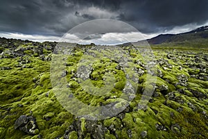 Lava field covered with moss