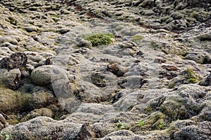 Lava field covered with moss on rocks in summer, Iceland