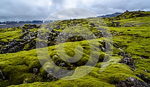 Lava field with green moss in Iceland