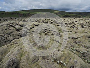 Lava field in Iceland, moss on rocks