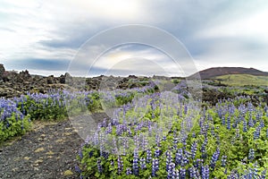 Lava fields, lupines, Iceland