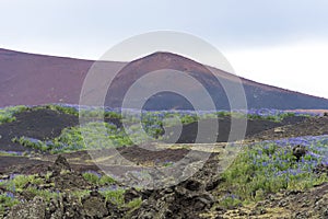 Lava fields, lupins, Iceland