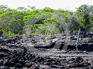 Lava fields, Punta Moreno, GalÃƒÂ¡pagos