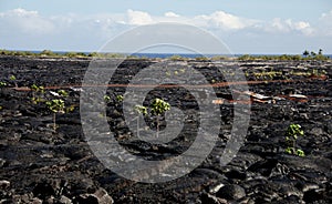 Lava flow field near Kalapana