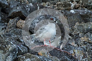 Lava gull (Leucophaeus fuliginosus)