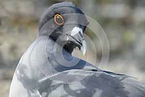 Lava gull (Leucophaeus fuliginosus)