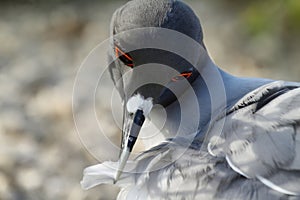 Lava gull (Leucophaeus fuliginosus)
