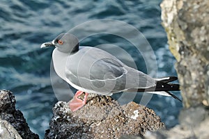 Lava gull (Leucophaeus fuliginosus)