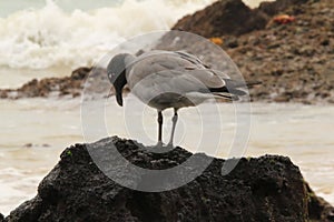 Lava Gull photo
