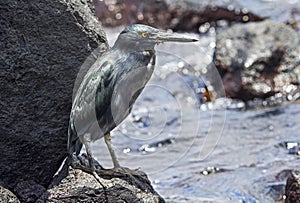 Lava heron