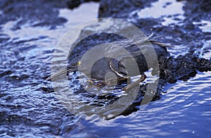 Lava Heron, butorides sundevalli, Adult fishing in Stream