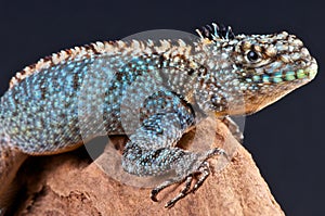 Lava lizard