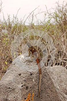 Lava lizard