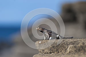 Lava Lizard