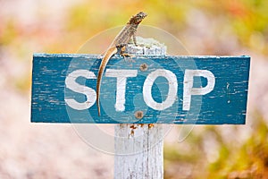 Lava lizard endemic to the Galapagos Islands photo