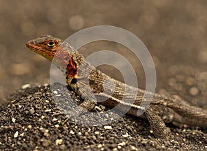 Lava lizard, Galapagos photo