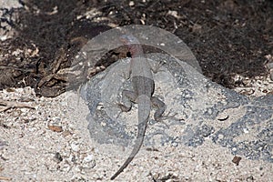 Lava Lizard, Microlophus albemarlensis, in the Galapagos