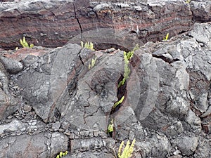 Lava rock with cracks as small plants start to grow