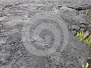 Lava rock with cracks as small plants start to grow