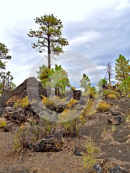 Coconino National Forest near Flagstaff, Arizona