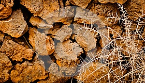 Lava stones and prickly bush