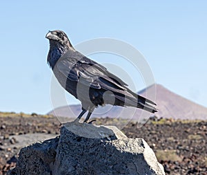 Lavaformations in Lanzarote