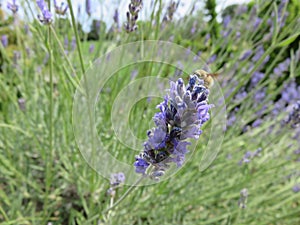 Lavanda