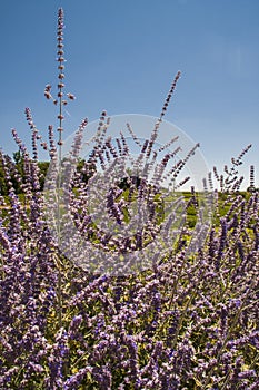 Lavanda field