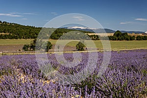 Lavanda fields and Mont Ventoux in background, Provence