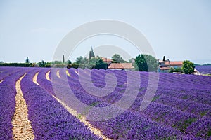 Lavanda fields. Provence