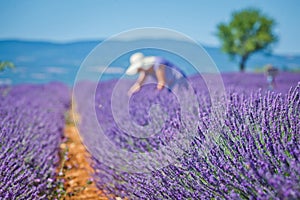 Lavanda fields. Provence