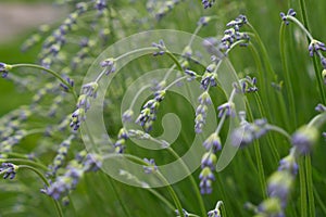 Lavanda's flowers on green background. Lavandula bunch of flowers in bloom, purple scented flowering plant, field of