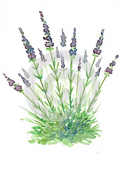 Lavanda vera - true lavander