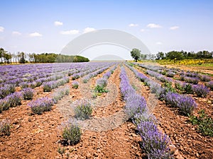 Lavande field countryside, cultivation land photo