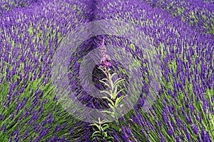 Lavander