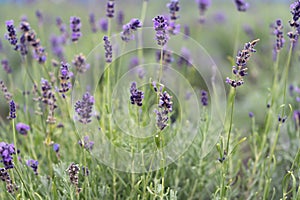 Lavander