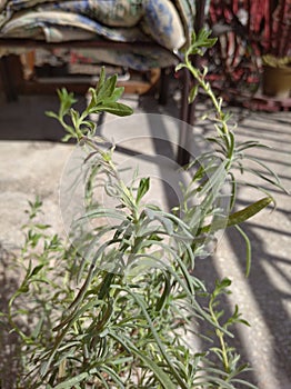 Lavander branch on sunny spring balcony