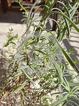 Lavander branch on sunny spring balcony