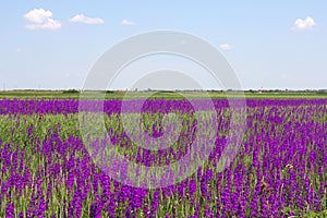 Lavander field