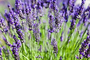 Lavander field