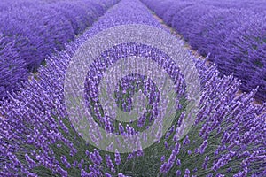 Lavendel 